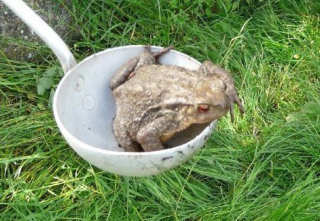 Le héros de la journée